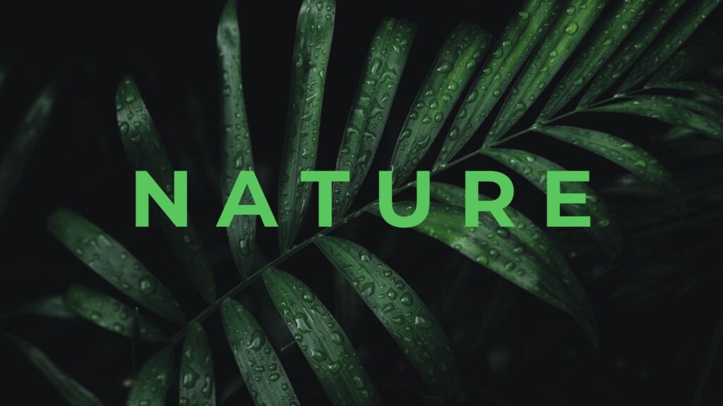 green modern nature presentation10